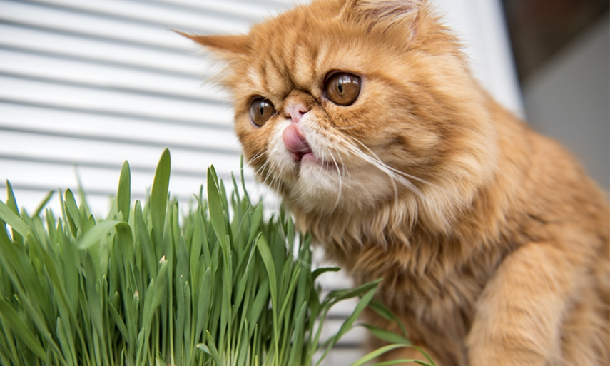 Fresh Cat Grass: A Sweet Snack With Surprising Health Benefits